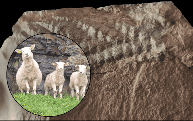 Esta nueva perspectiva anatómica es crucial, ya que demuestra cómo el método de fosilización puede sesgar nuestra comprensión de las especies prehistóricas. EFE / Y. Veenma