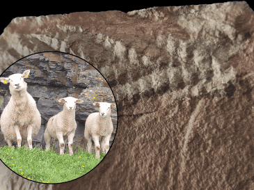 Esta nueva perspectiva anatómica es crucial, ya que demuestra cómo el método de fosilización puede sesgar nuestra comprensión de las especies prehistóricas. EFE / Y. Veenma