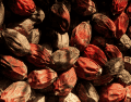 La nuez de betel es una de las drogas de origen vegetal más populares de Asia y el Pacífico Sur. Pexels