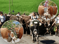 Viehscheid y Almabtrieb son los nombres de la fiesta anual que tiene lugar a finales de verano. EFE