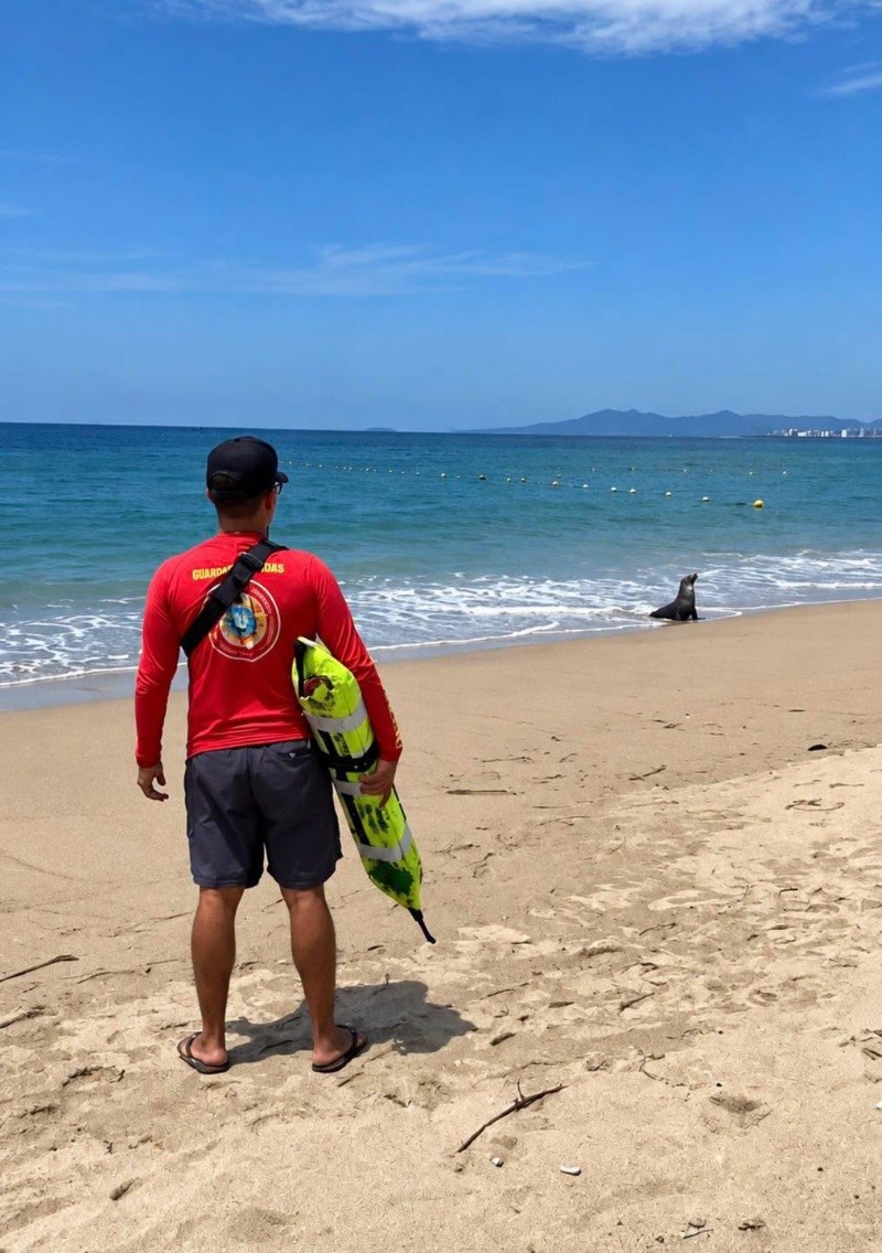 ESPECIAL / Protección Civil y Bomberos Puerto Vallarta