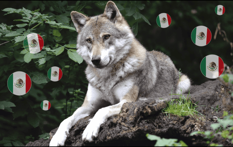 El lobo mexicano estuvo al borde de la desaparición, ha dependido durante años de programas de conservación, monitoreo y recuperación impulsados por autoridades y especialistas de ambos lados de la frontera. CANVA