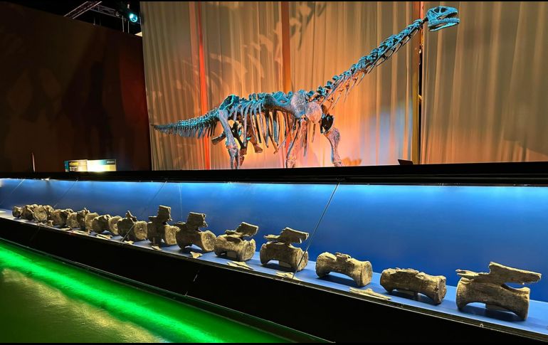 Los resultados de la investigación se han publicado en Journal of Vertebrate Paleontology, una revista científica internacional especializada en vertebrados fósiles.  EFE/ Fundación Dinópolis