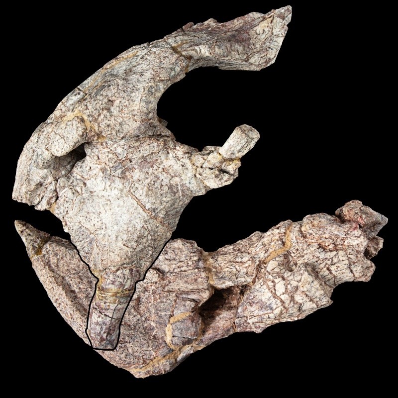  se descubrió una colección de fósiles de sinápsidos, vertebrados del linaje de los mamíferos que prosperaron antes de la aparición de los dinosaurios. EFE / J.Jackson / H. George / Universidad de Bristol