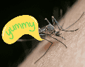 Los mosquitos no dependen de una sola señal para encontrar a una persona. ESPECIAL/Canva