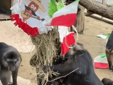 En el video se observa como monos capuchinos, babuinos, chimpancés, gorilas, lémures y otras especies recibieron elotes preparados para celebrar las fiestas patrias. TikTok / @zoomoreliaoficial