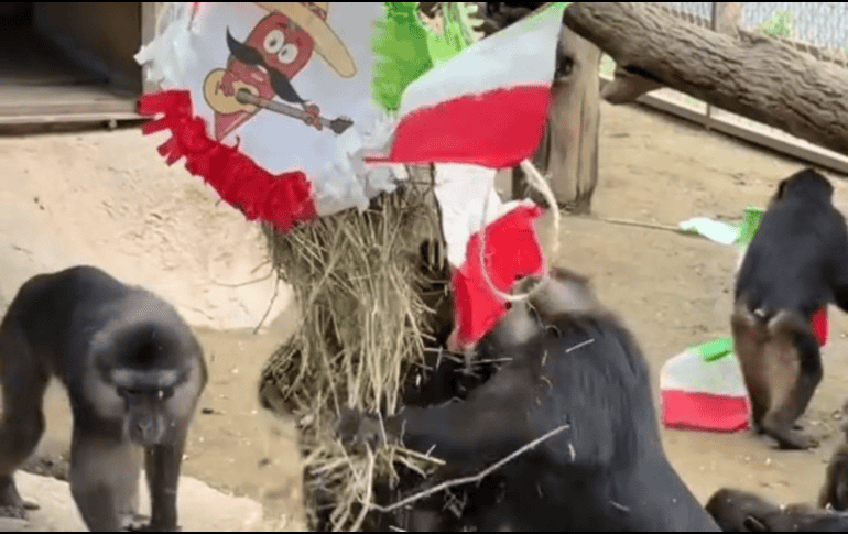 En el video se observa como monos capuchinos, babuinos, chimpancés, gorilas, lémures y otras especies recibieron elotes preparados para celebrar las fiestas patrias. TikTok / @zoomoreliaoficial