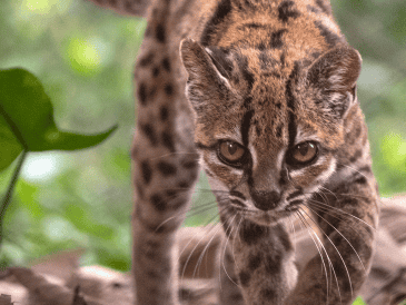 Fotografía cedida por Fernando Faciole/National Geogrpahic que muestra una nueva especie de felino silvestre. La especie, bautizada como Leopardus tilcayo o gato tilcayo, fue identificada mediante el análisis de ADN de ejemplares históricos- EFE/ F. Faciole/National Geogrpahic