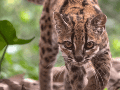 Fotografía cedida por Fernando Faciole/National Geogrpahic que muestra una nueva especie de felino silvestre. La especie, bautizada como Leopardus tilcayo o gato tilcayo, fue identificada mediante el análisis de ADN de ejemplares históricos- EFE/ F. Faciole/National Geogrpahic