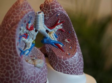 Entre las personas que nunca fumaron, los portadores tenían más de 60 veces más probabilidades de desarrollar cáncer de pulmón. Unsplash