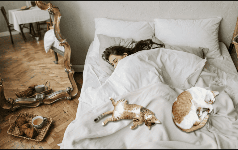 Aunque cada gato tiene una personalidad diferente, esta conducta suele estar asociada a emociones positivas y a una relación de confianza consolidada. CANVA