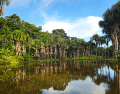 Ninguna intervención por sí sola fue suficiente para revertir las pérdidas de biodiversidad y de carbono en toda la zona de estudio. CANVA