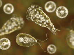 Los Centros para el Control y la Prevención de Enfermedades (CDC) recomiendan mantener la cabeza fuera del agua, taparse la nariz o utilizar pinzas nasales al nadar o sumergirse en cuerpos de agua dulce y cálida como medidas preventivas. ESPECIAL