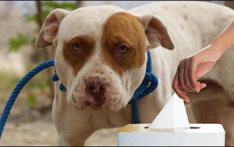 Esta es la ciencia detrás del estornudo canino. SUN / ARCHIVO