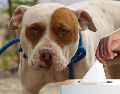 Esta es la ciencia detrás del estornudo canino. SUN / ARCHIVO