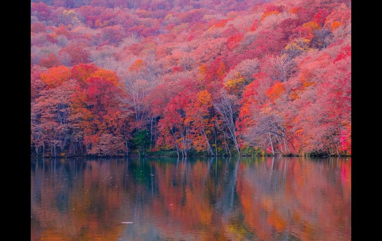 El otoño de 2026 ya está aquí y México ofrece paisajes boscosos impresionantes que rivalizan con destinos internacionales.  ESPECIAL/PIXABAY