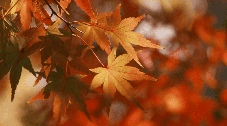 Este 22 de septiembre marca el inicio del otoño en el hemisferio norte. Un repaso por su duración exacta, los efectos físicos que provoca y las tendencias que dominarán los próximos meses. CANVA