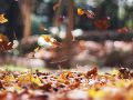 La búsqueda del equilibrio será crucial en el otoño. UNSPLASH