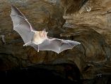 Un Rhinolophus ferrumequinum toma vuelo. Fotografía facilitada por Daniel Whitby