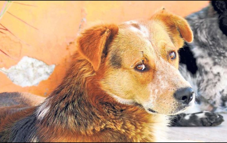 Esto dicen los expertos respecto a dejar a tu perro fuera de tu cama. SUN / ARCHIVO