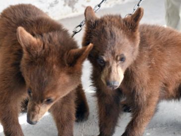 La protección de especies vulnerables está regulada por la Convención sobre el Comercio Internacional de Especies Amenazadas de Fauna y Flora Silvestres. PROFEPA