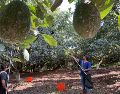 La ubicación fija de los árboles de aguacate y sus ingresos convierten esta actividad en un objetivo visible para grupos criminales. SUN/ARCHIVO