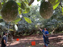 La ubicación fija de los árboles de aguacate y sus ingresos convierten esta actividad en un objetivo visible para grupos criminales. SUN/ARCHIVO