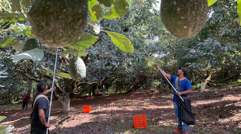 La ubicación fija de los árboles de aguacate y sus ingresos convierten esta actividad en un objetivo visible para grupos criminales. SUN/ARCHIVO