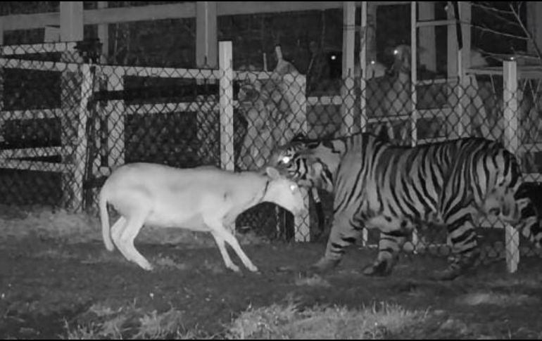 Autoridades recomendaron a la población no acercarse, mantener una distancia segura, así como no intentar capturar al tigre. FB / Protección Civil La Barca