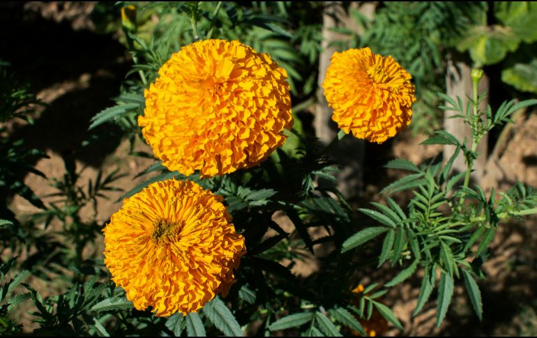 Incorporar cempasúchil a un jardín o huerto urbano puede contribuir a generar un espacio más favorable para estos organismos y favorecer la polinización de otras plantas. UNSPLASH