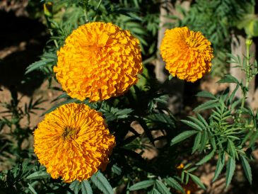 Incorporar cempasúchil a un jardín o huerto urbano puede contribuir a generar un espacio más favorable para estos organismos y favorecer la polinización de otras plantas. UNSPLASH