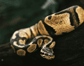 El Florida Python Challenge combina así una competencia con un programa de conservación destinado a enfrentar la presencia de una especie no nativa en uno de los ecosistemas más conocidos de Estados Unidos.  ESPECIAL
