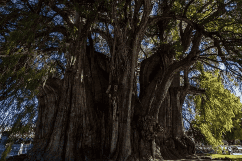Un atractivo turístico con un peso de 636 toneladas, es el árbol más grande de México. EL INFORMADOR / ARCHIVO&nbsp;