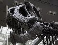 El estudio plantea que la historia evolutiva de los animales pudo comenzar mucho antes de lo que permite observar el registro fósil. EFE/ARCHIVO