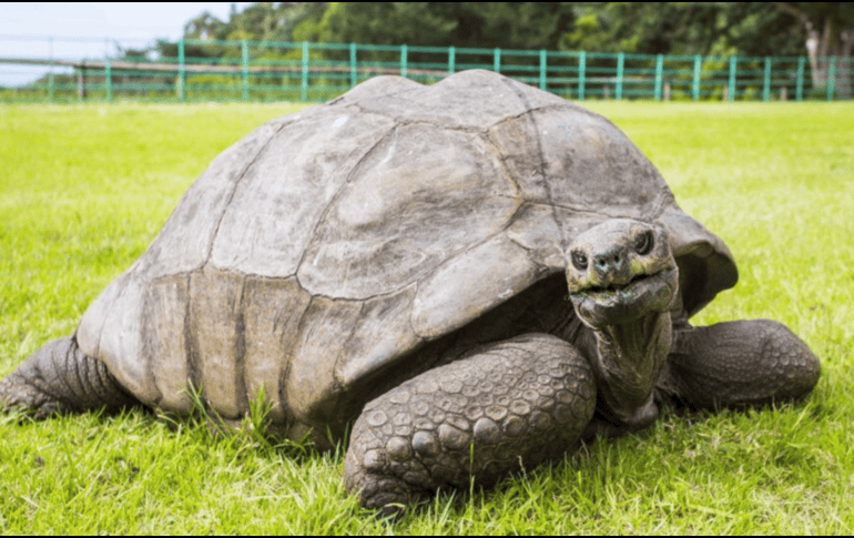 Jonathan ha permanecido en la isla de Santa Elena durante 144 años, convirtiéndose en uno de los animales más longevos conocidos. ESPECIAL