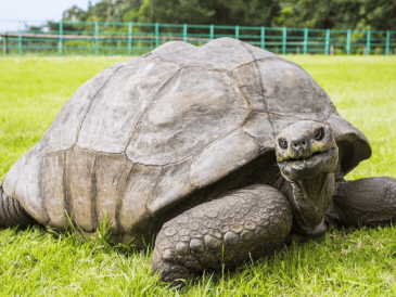 Jonathan ha permanecido en la isla de Santa Elena durante 144 años, convirtiéndose en uno de los animales más longevos conocidos. ESPECIAL