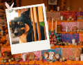 El elemento central de esta ofrenda debe ser una fotografía del animal, acompañada de agua fresca para calmar su sed tras el largo viaje. Pexels