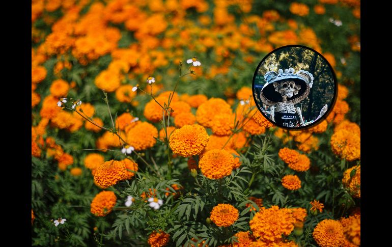 En todos lados venden flores de cempasúchil esta temporada, pero no todas son cultivadas en México. ESPECIAL/PEXELS