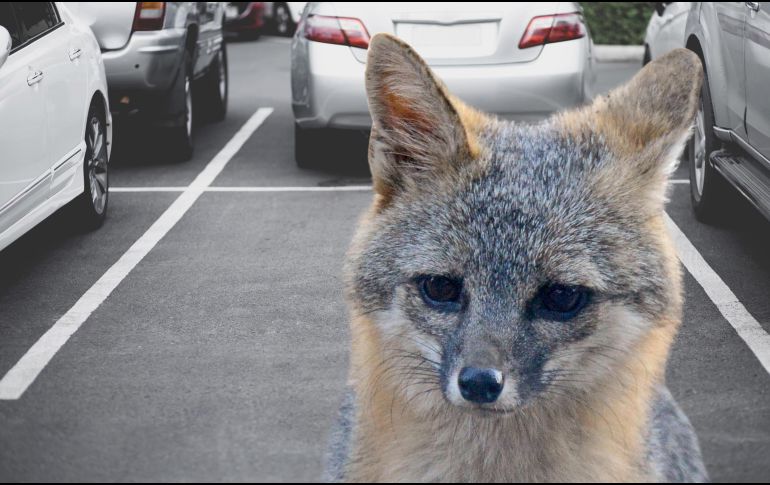 El llamado busca localizar a cualquier persona o mascota que haya tenido contacto físico con el mamífero en esa zona para brindarle atención médica oportuna. ESPECIAL / CANVA