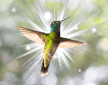 La visita de un colibrí es un hermoso recordatorio de que la alegría, la sanación y la esperanza están siempre presentes. ESPECIAL / CANVA