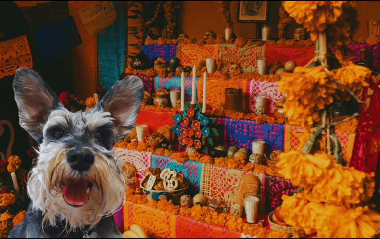El primer altar de muertos no se dedica a los humanos, sino a los compañeros más leales. ESPECIAL / CANVA