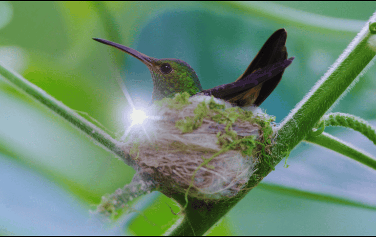 En la actualidad, muchas culturas latinoamericanas interpretan la llegada de un colibrí como un mensaje de seres queridos que han fallecido. ESPECIAL / CANVA