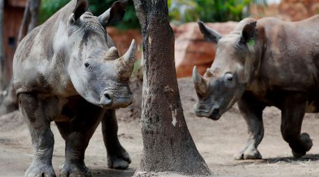 El Zoológico Guadalajara recibirá este 21 de octubre a cuatro rinocerontes blancos provenientes de Europa. EFE/ ARCHIVO