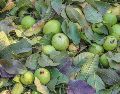 Las hojas de guayaba son un poderoso remedio natural rico en vitamina C. Conoce sus beneficios para curar problemas dentales, estomacales y respiratorios. ESPECIAL/PEXELS