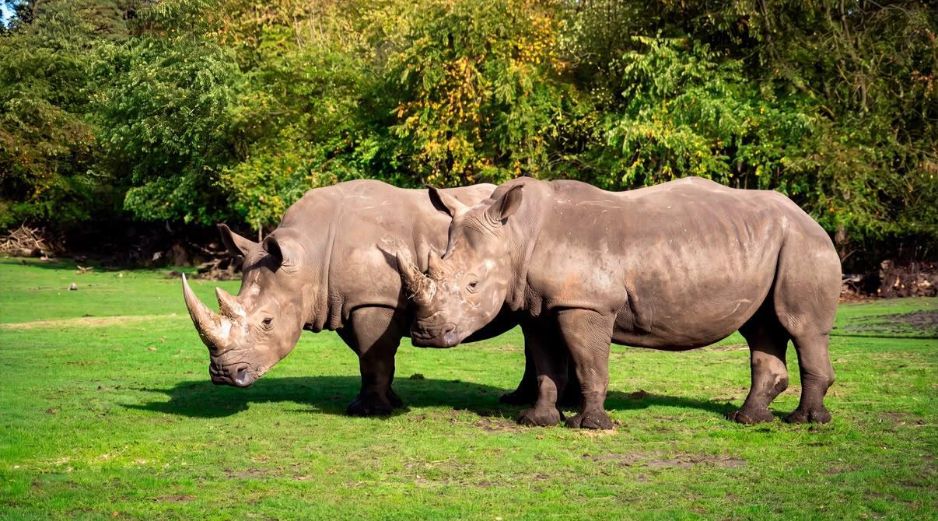 El zoológico invitó a la población a seguir las actualizaciones sobre el traslado y la llegada de los animales en sus canales oficiales. ZOOLÓGICO GUADALAJARA