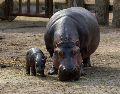 El Zoológico de Culiacán mantiene ahora al ejemplar de hipopótamo hembra bajo observación. UNSPLASH