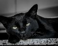 Durante los meses de octubre y noviembre, la superstición y los falsos mitos asociados a la temporada generan un repunte en el peligro para ciertos animales. UNSPLASH