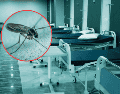 El shamonda es un virus que se identificó por primera vez en Nigeria a mediados de los años 1960, que transmite un mosquito de tipo culicoides principalmente al ganado bovino. ESPECIAL/Canva