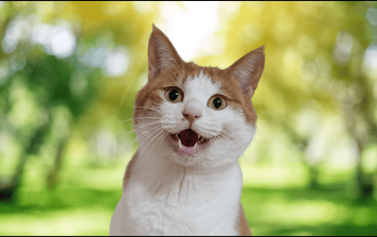Según los reportes oficiales, al menos 16 gatos han muerto presuntamente envenenados en este espacio público. ESPECIAL / CANVA