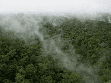 En foros de la ONU, Brasil ha promovido planes de reforestación masiva como el “Arco de la Restauración”, cuyos objetivos de recuperación para 2030 y 2050 dependen directamente del compromiso político del próximo gobierno.  ESPECIAL